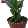 Red Easter Cactus Live Plant - Rhipsalidopsis gaertneri 4" Pot - Indoor - Image 1