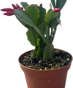Red Easter Cactus Live Plant - Rhipsalidopsis gaertneri 4
