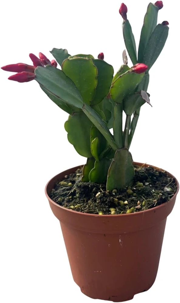 Red Easter Cactus Live Plant - Rhipsalidopsis gaertneri 4" Pot - Indoor - Image 1