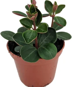 Red Ecuador Peperomia Live Plant – 2.5 inch Pot – Indoor Succulent - Image 2