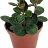 Red Ecuador Peperomia Live Plant – 2.5 inch Pot – Indoor Succulent - Image 1