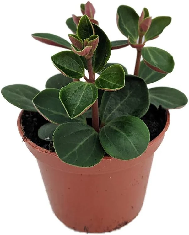 Red Ecuador Peperomia Live Plant – 2.5 inch Pot – Indoor Succulent - Image 1