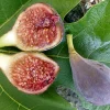 Red Edible Fig Plant - Ficus carica Live Plant - Sweet Fruit - 2.5 inch Pot - Image 1