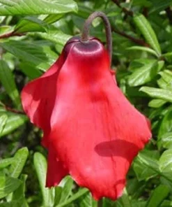 Red Flag Himalayan Poppy Seeds - Meconopsis Perennial, 25 Seed Pack - Image 1