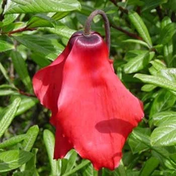 Red Flag Himalayan Poppy Seeds - Meconopsis Perennial, 25 Seed Pack - Image 1