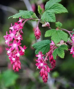 Red Flowering Currant Seeds - Ribes Sanguineum - 25 Seeds - Attracts Hummingbirds - Image 10