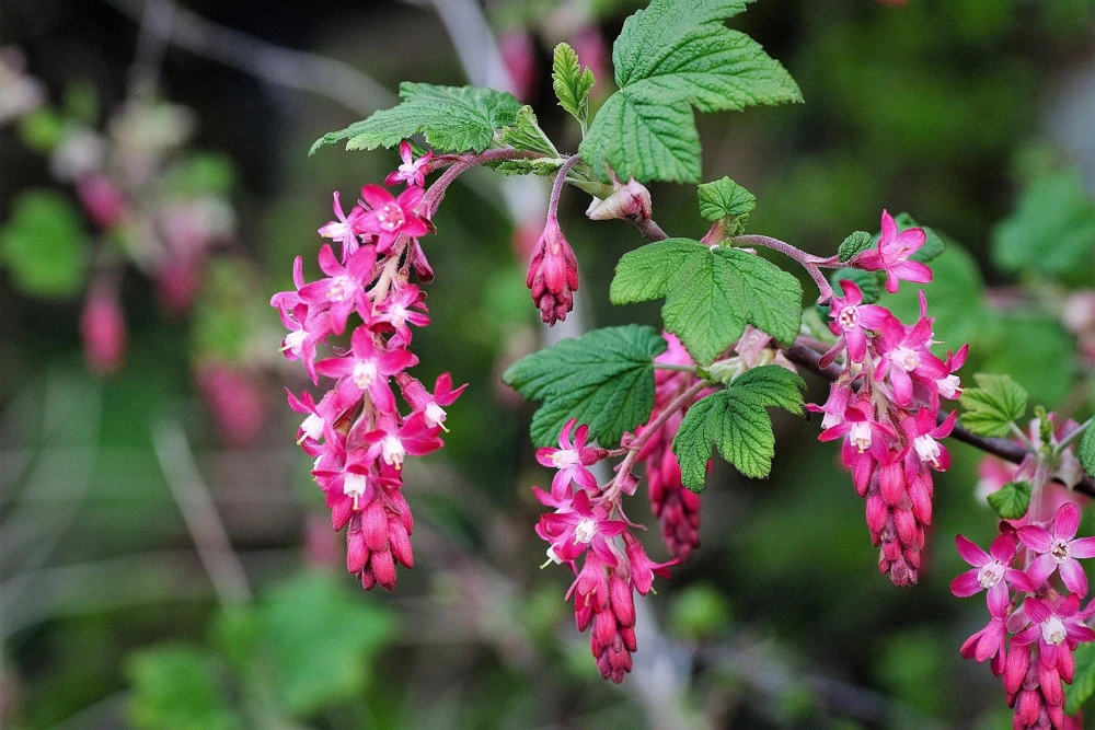 Red Flowering Currant Seeds - Ribes Sanguineum - 25 Seeds - Attracts Hummingbirds - Image 10