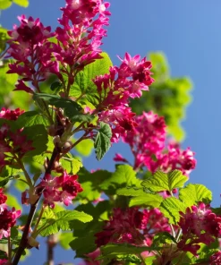 Red Flowering Currant Seeds - Ribes Sanguineum - 25 Seeds - Attracts Hummingbirds - Image 11