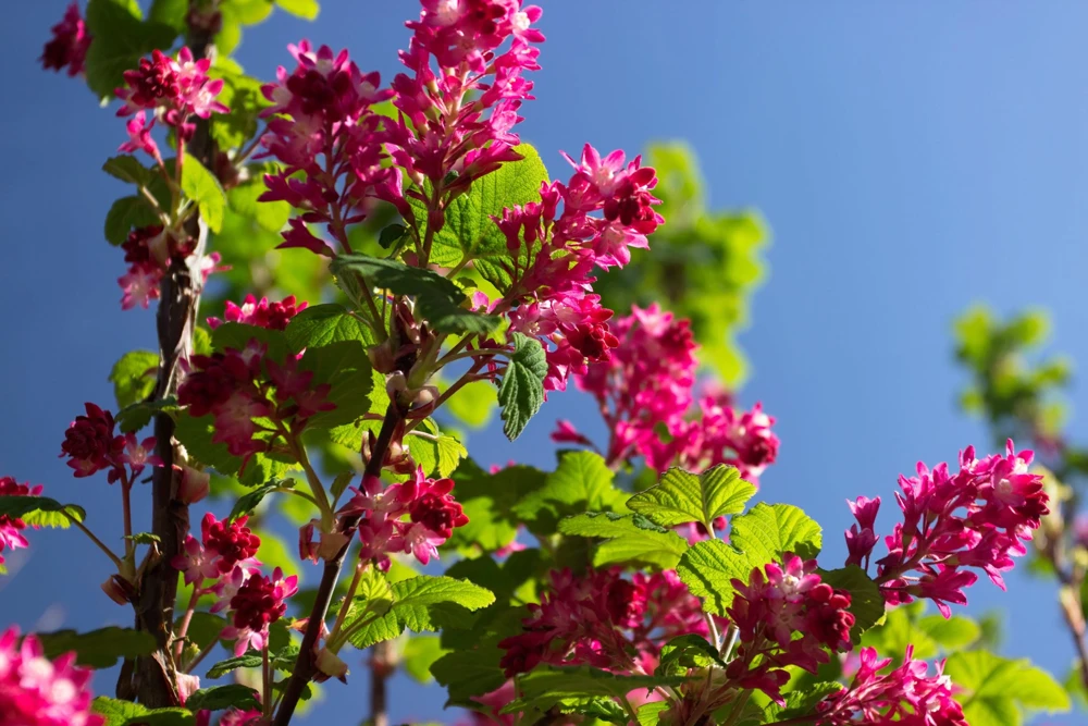 Red Flowering Currant Seeds - Ribes Sanguineum - 25 Seeds - Attracts Hummingbirds - Image 11