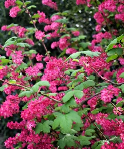 Red Flowering Currant Seeds - Ribes Sanguineum - 25 Seeds - Attracts Hummingbirds - Image 12