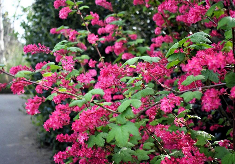 Red Flowering Currant Seeds - Ribes Sanguineum - 25 Seeds - Attracts Hummingbirds - Image 12