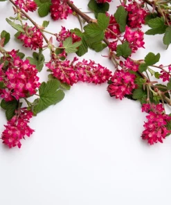 Red Flowering Currant Seeds - Ribes Sanguineum - 25 Seeds - Attracts Hummingbirds - Image 13