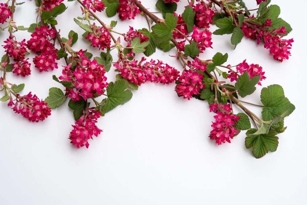 Red Flowering Currant Seeds - Ribes Sanguineum - 25 Seeds - Attracts Hummingbirds - Image 13