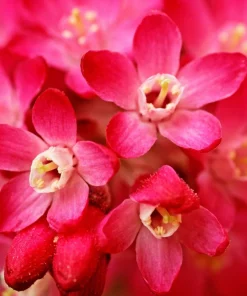 Red Flowering Currant Seeds - Ribes Sanguineum - 25 Seeds - Attracts Hummingbirds - Image 2