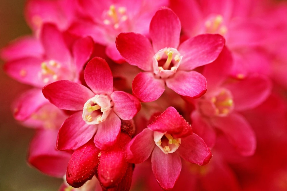 Red Flowering Currant Seeds - Ribes Sanguineum - 25 Seeds - Attracts Hummingbirds - Image 2