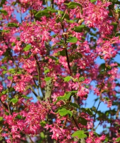Red Flowering Currant Seeds - Ribes Sanguineum - 25 Seeds - Attracts Hummingbirds - Image 3