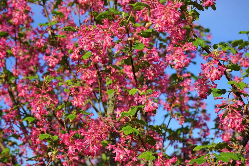 Red Flowering Currant Seeds - Ribes Sanguineum - 25 Seeds - Attracts Hummingbirds - Image 3