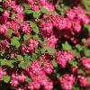 Red Flowering Currant Seeds - Ribes Sanguineum - 25 Seeds - Attracts Hummingbirds - Image 1