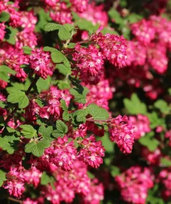 Red Flowering Currant Seeds - Ribes Sanguineum - 25 Seeds - Attracts Hummingbirds - Image 1