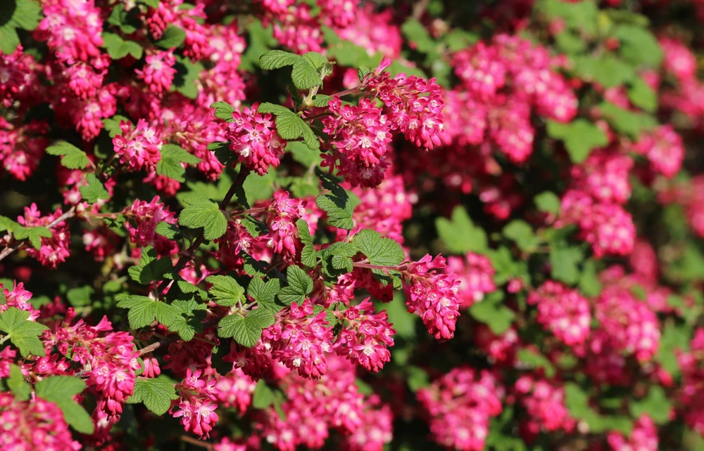 Red Flowering Currant Seeds - Ribes Sanguineum - 25 Seeds - Attracts Hummingbirds - Image 1