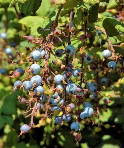 Red Flowering Currant Seeds - Ribes Sanguineum - 25 Seeds - Attracts Hummingbirds - Image 4