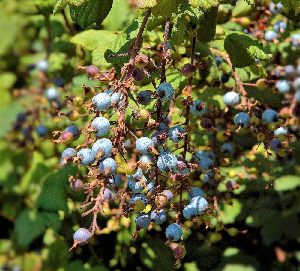 Red Flowering Currant Seeds - Ribes Sanguineum - 25 Seeds - Attracts Hummingbirds - Image 4