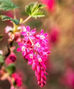 Red Flowering Currant Seeds - Ribes Sanguineum - 25 Seeds - Attracts Hummingbirds - Image 6