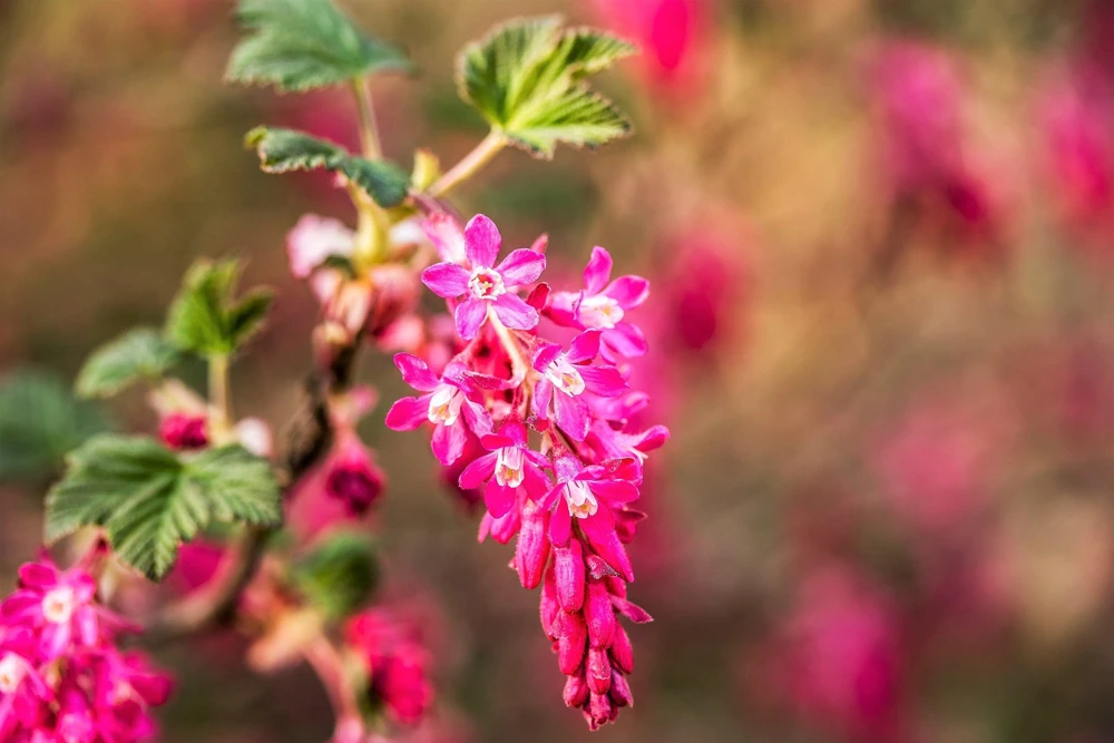 Red Flowering Currant Seeds - Ribes Sanguineum - 25 Seeds - Attracts Hummingbirds - Image 6
