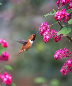 Red Flowering Currant Seeds - Ribes Sanguineum - 25 Seeds - Attracts Hummingbirds - Image 7