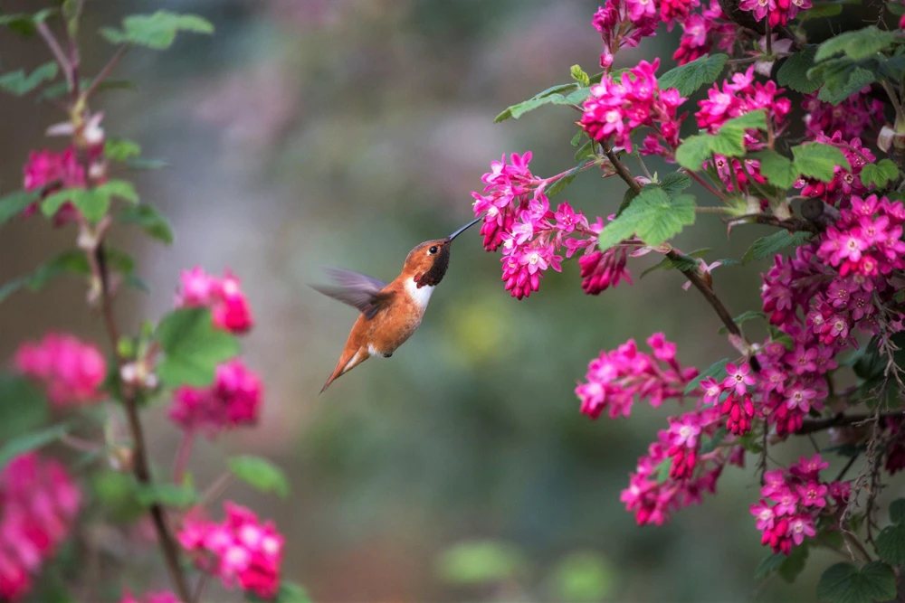 Red Flowering Currant Seeds - Ribes Sanguineum - 25 Seeds - Attracts Hummingbirds - Image 7