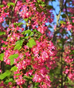 Red Flowering Currant Seeds - Ribes Sanguineum - 25 Seeds - Attracts Hummingbirds - Image 8