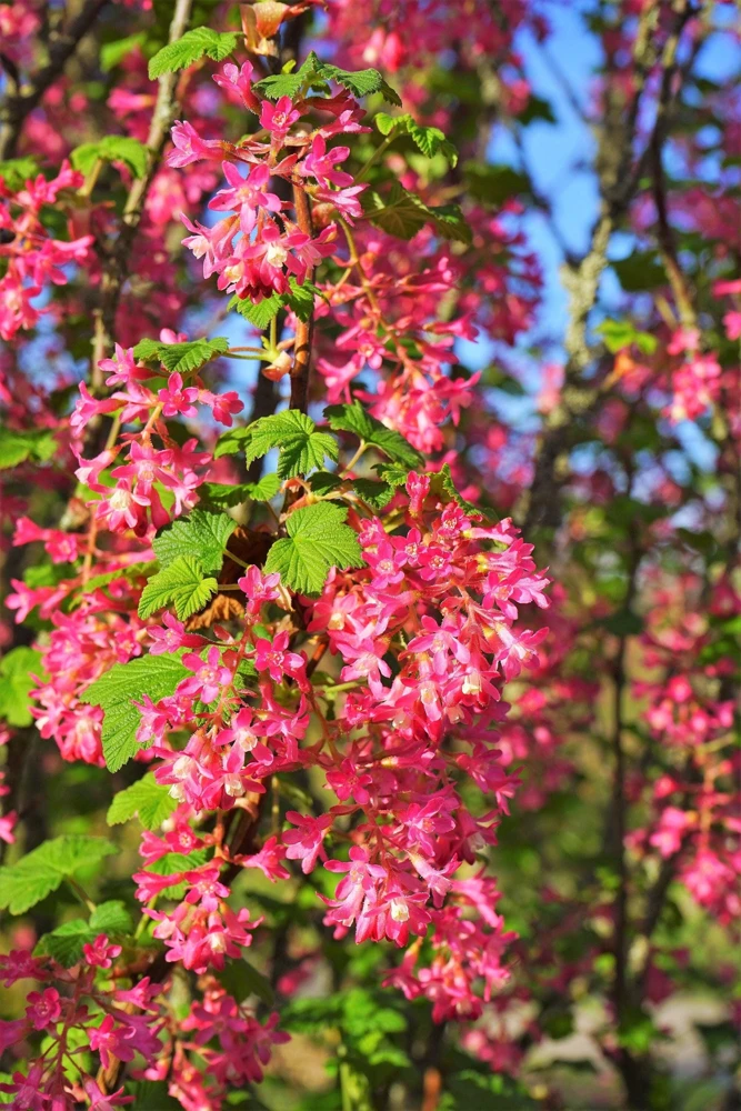 Red Flowering Currant Seeds - Ribes Sanguineum - 25 Seeds - Attracts Hummingbirds - Image 8