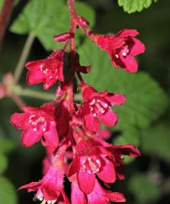 Red Flowering Currant Seeds - Ribes Sanguineum - 25 Seeds - Attracts Hummingbirds - Image 9
