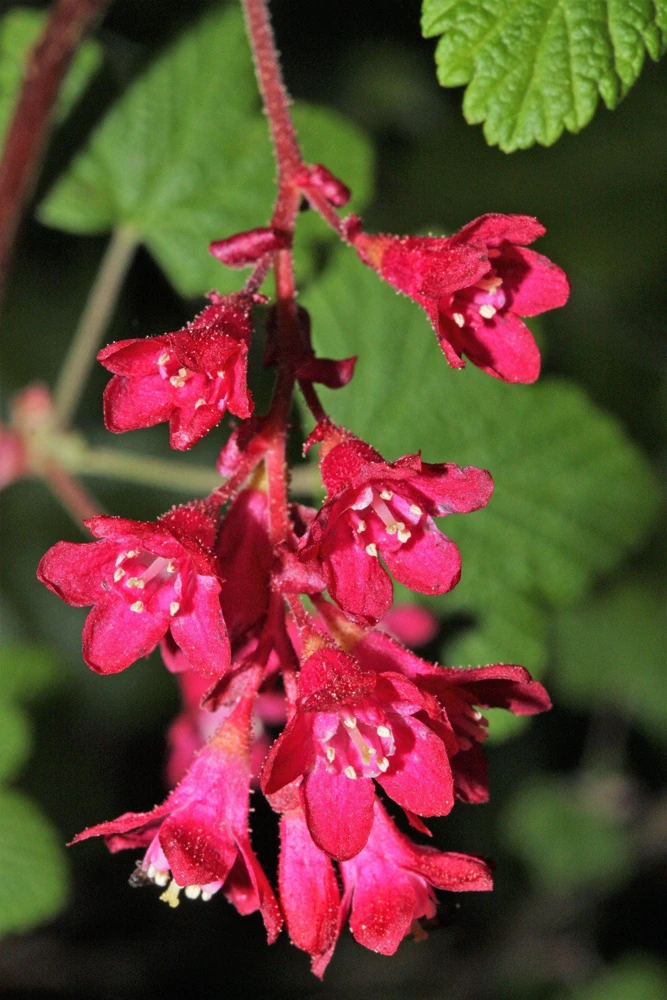 Red Flowering Currant Seeds - Ribes Sanguineum - 25 Seeds - Attracts Hummingbirds - Image 9