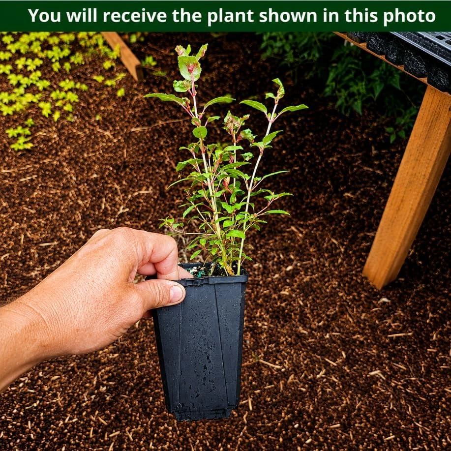 Red Fuchsia Live Plant – 4-6 inch Tall – 5 Inch Pot – Outdoor Flower - Image 2