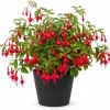 Red Fuchsia Live Plant – 4-6 inch Tall – 5 Inch Pot – Outdoor Flower - Image 1