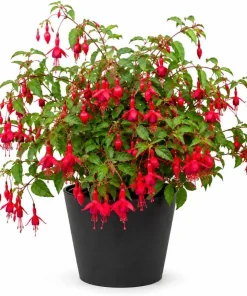 Red Fuchsia Live Plant – 4-6 inch Tall – 5 Inch Pot – Outdoor Flower - Image 1