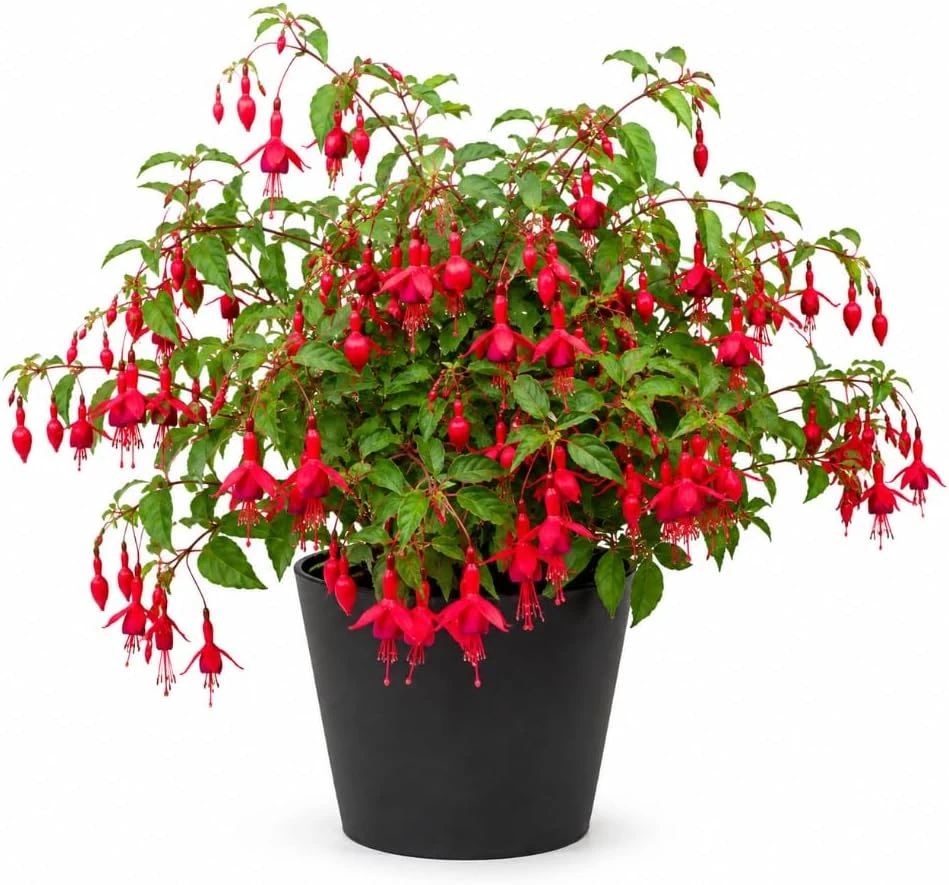 Red Fuchsia Live Plant – 4-6 inch Tall – 5 Inch Pot – Outdoor Flower - Image 1