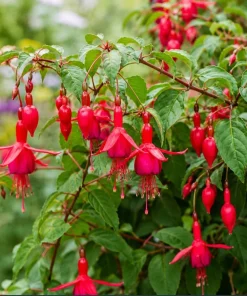 Red Fuchsia Live Plant – 4-6 inch Tall – 5 Inch Pot – Outdoor Flower - Image 3