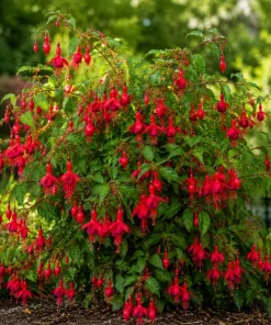 Red Fuchsia Live Plant – 4-6 inch Tall, 5 inch Pot – Outdoor Flowering Plant - Image 3