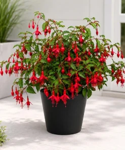 Red Fuchsia Live Plant – 4-6 inch Tall, 5 inch Pot – Outdoor Flowering Plant - Image 4