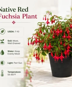 Red Fuchsia Live Plant – 4-6 inch Tall – 5 Inch Pot – Outdoor Flower - Image 4