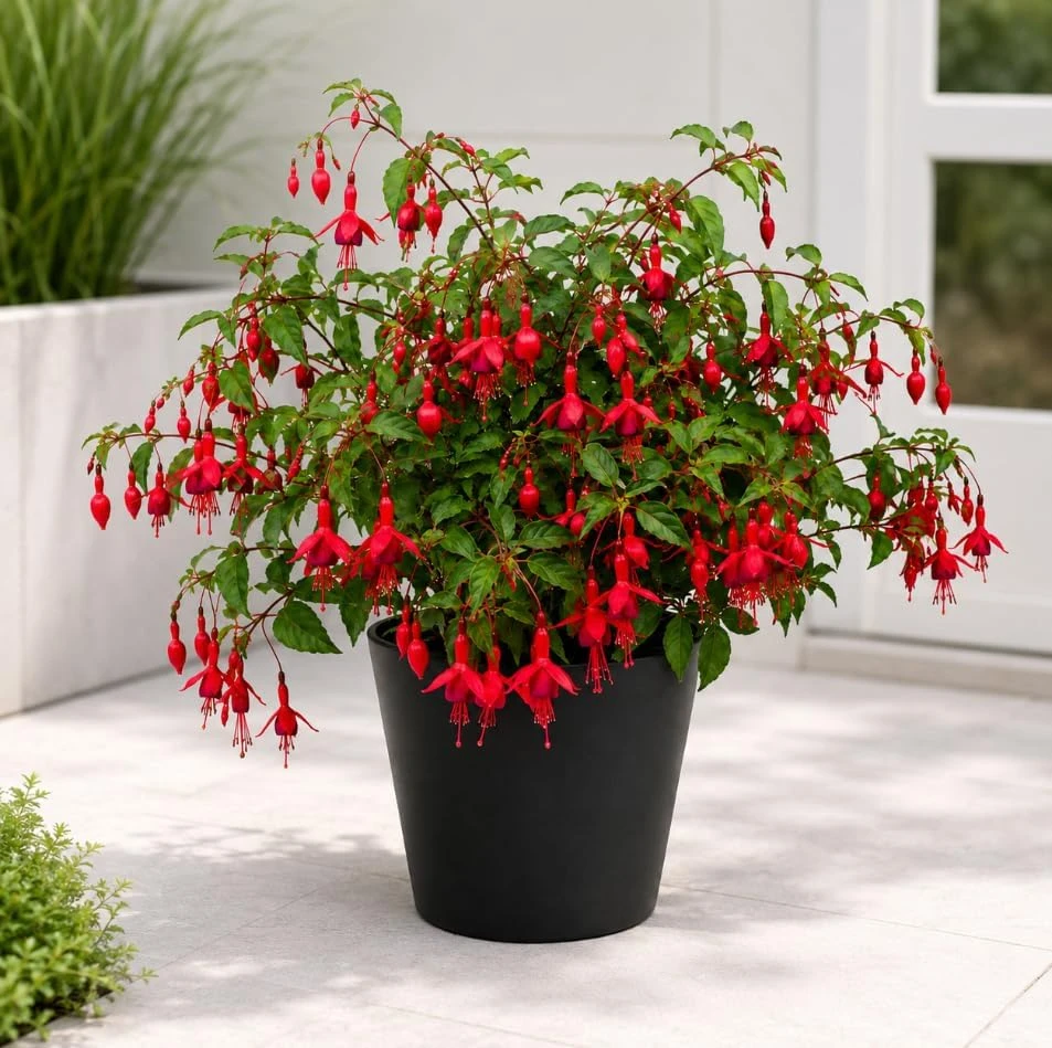 Red Fuchsia Live Plant – 4-6 inch Tall – 5 Inch Pot – Outdoor Flower - Image 6