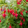 Red Fuchsia Live Plant – 4-6 inch Tall, 5 inch Pot – Outdoor Flowering Plant - Image 1