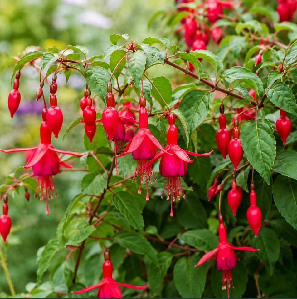 Red Fuchsia Live Plant – 4-6 inch Tall, 5 inch Pot – Outdoor Flowering Plant - Image 1