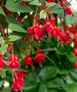 Red Fuchsia Live Plant - 5