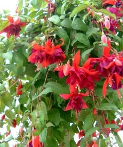 Red Fuchsia Live Plant - 5