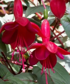 Red Fuchsia Live Plant - 5