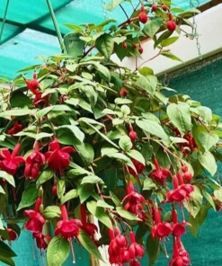 Red Fuchsia Live Plant - 5