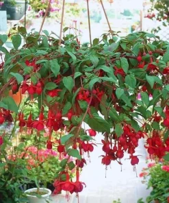 Red Fuchsia Live Plant - 5